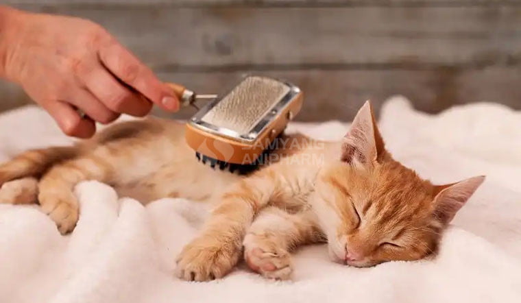 Vật dụng chăm sóc thú cưng