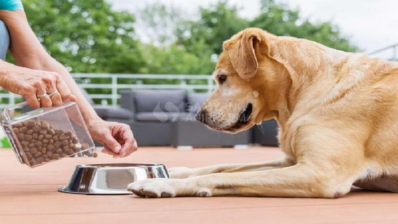 Chủ nhân cho chó ăn lịch trình cần có mặt ở nhà thường xuyên hoặc nhờ người thân giúp đỡ