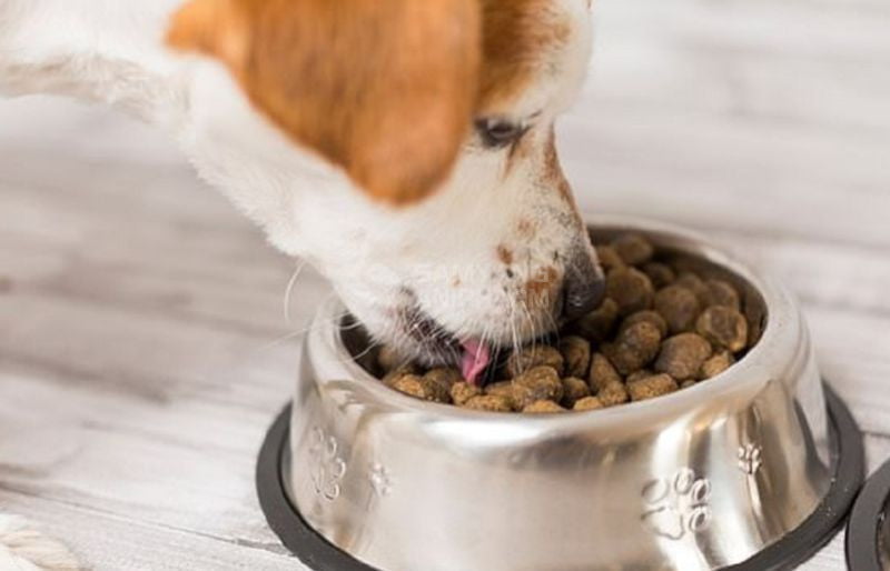 Chó ăn tự do được đổ đầy bát thức ăn và muốn ăn lúc nào cũng được
