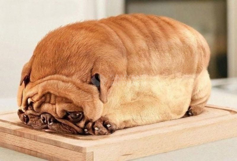 Chó bị béo phì do ăn quá nhiều và ít vận động, không chuyển hóa được mỡ thừa
