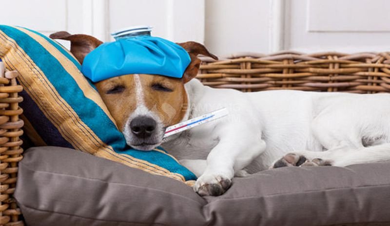 Tiêu chảy là bệnh phổ biến rất hay gặp ở chó