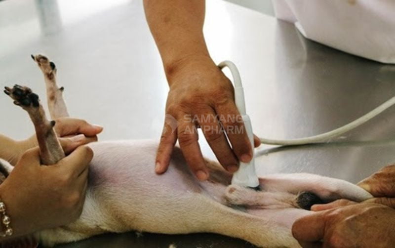 Sỏi bàng quang ở chó phổ biến nhất là sỏi canxi oxalate