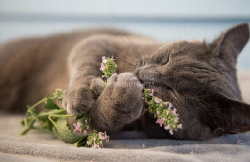 Có đến 60% mèo bị kích thích khi ngửi cỏ bạc hà