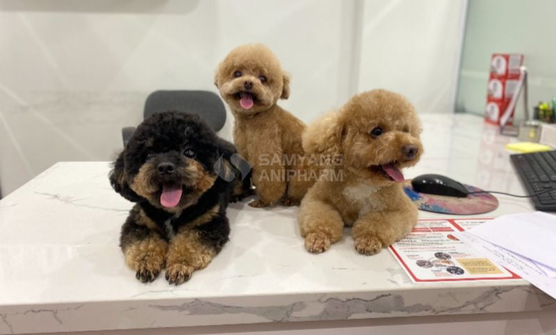 Chó mắc bệnh tim nên được bổ sung thêm protein, giảm natri để không gây áp lực lên tim