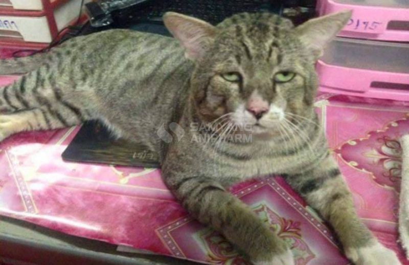 Cỏ catnip có thể gây "phê" và sự thăng hoa cho mèo