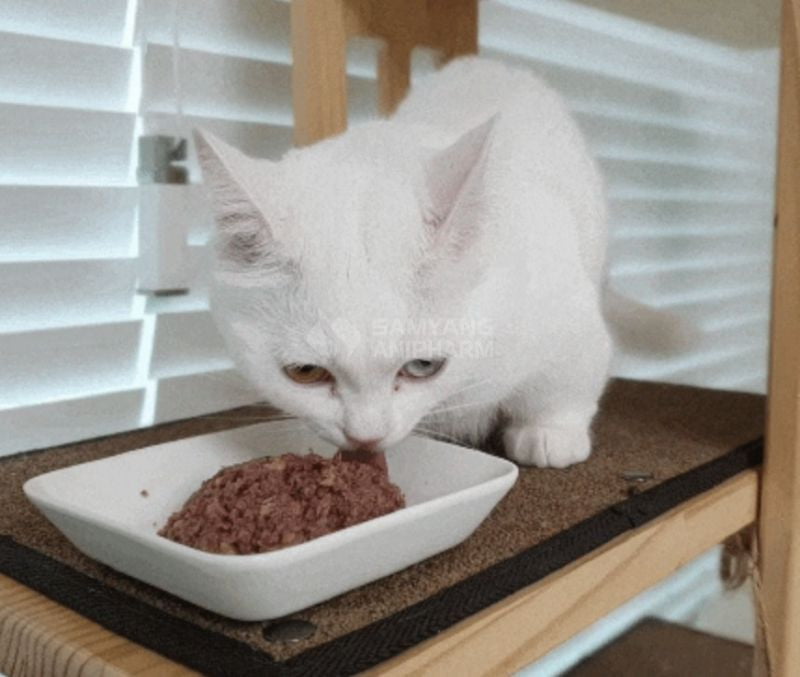 Cần cân bằng dinh dưỡng cho mèo và không nên cho chúng ăn quá dư thừa