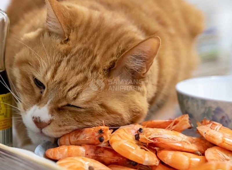 Tôm có rất nhiều nguyên tố thiết yếu quan trọng với mèo