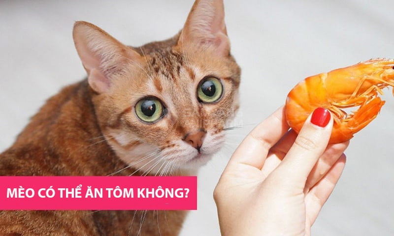 Mèo khỏe mạnh hoàn toàn có thể ăn tôm một đến hai con mỗi tuần