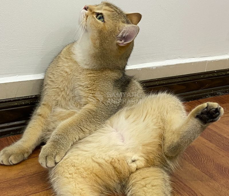 Nước không sạch sẽ hoặc mèo đang bị bệnh răng miệng đều sẽ khiến mèo lười uống nước