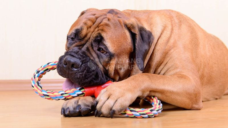 Bổ sung Omega-3 cho chó giúp hỗ trợ sức khỏe não bộ