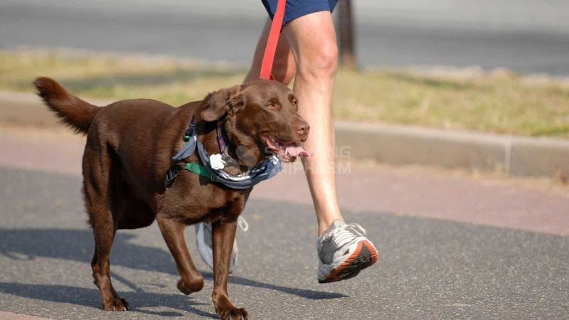 Hỗ trợ sức khỏe tim mạch