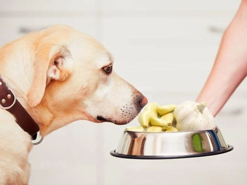 Chó ăn tỏi có thể bị ngộ độc nguy hiểm