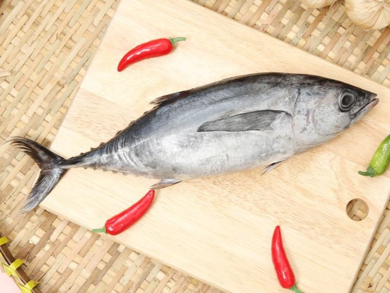 Mèo nên ăn cá ngừ ngâm nước thay vì cá ngừ ngâm dầu