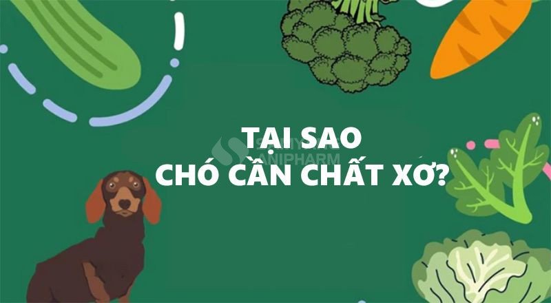 Tại sao chó cần chất xơ