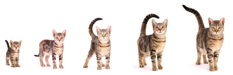 Mèo sẽ có các giai đoạn khác nhau trong cuộc đời