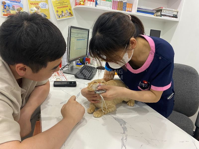 Mèo nên được thăm khám bác sĩ thú y và lắng nghe tư vấn dinh dưỡng