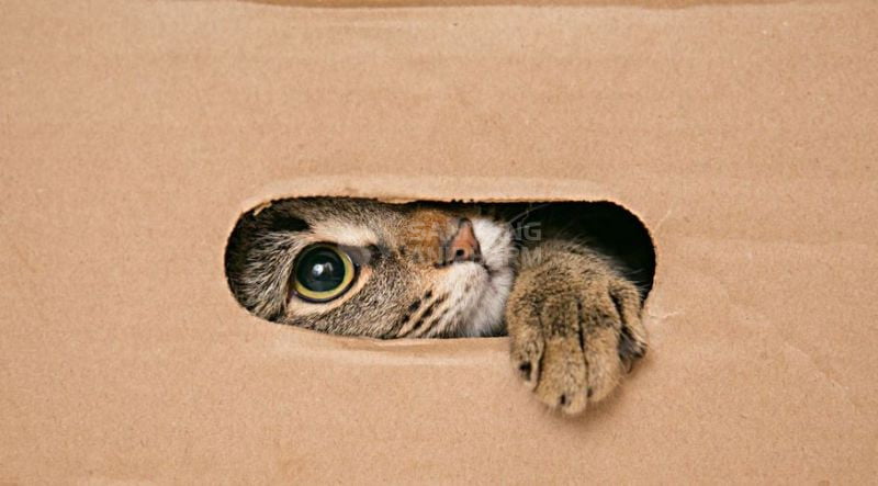 Mèo thích hộp carton vì là nơi có thể ẩn nấp tránh căng thẳng