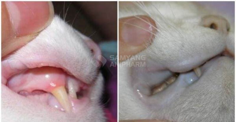 Mèo thiếu sắt sẽ có nướu trông nhợt nhạt