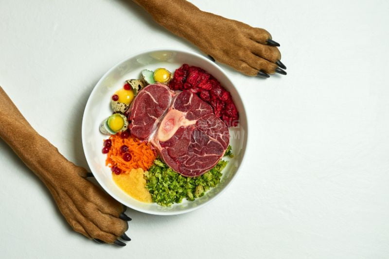 Protein chuyển hóa thành năng lượng giúp cho duy trì hoạt động hằng ngày