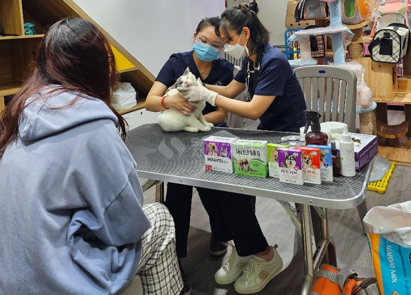 Mèo mắc tiểu đường cần kết hợp thăm khám bác sĩ thú y và dinh dưỡng hợp lý