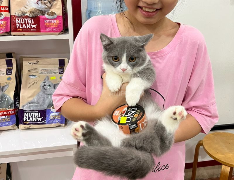 Mèo bị tiểu đường có thể dùng pate Dish thay cho thức ăn khô