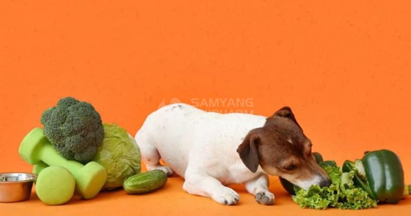 Chó bị tiêu chảy nên ăn nhiều chất xơ để hấp thụ nước, ngừa phân lỏng