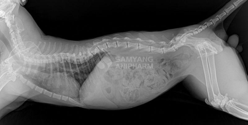 Chó bị thiếu hụt dinh dưỡng bị biến dạng cột sống