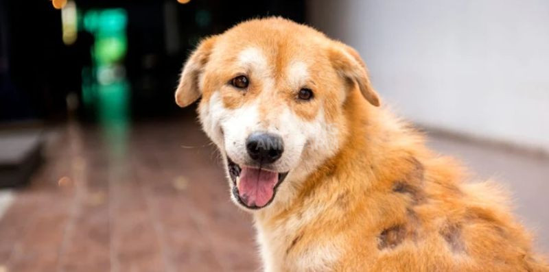 Rụng lông ở chó thường do sợi lông cũ đứt gãy