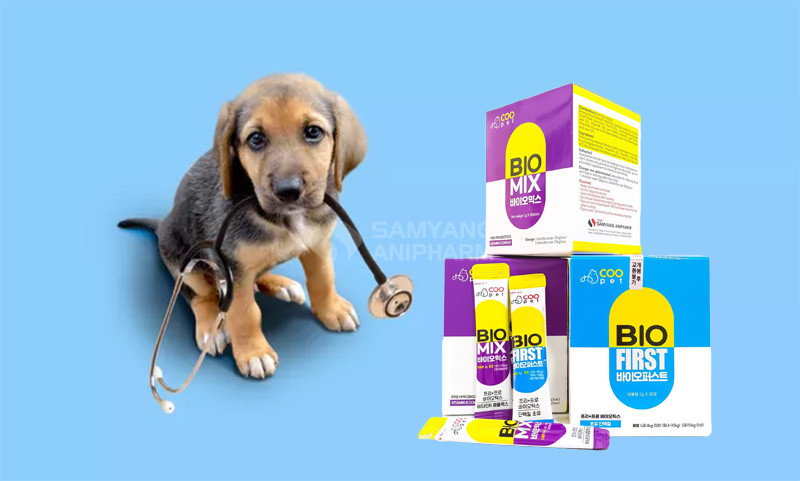 Lợi khuẩn kép Biomix và Biofirst là hai dòng men vi sinh rất tốt cho chó