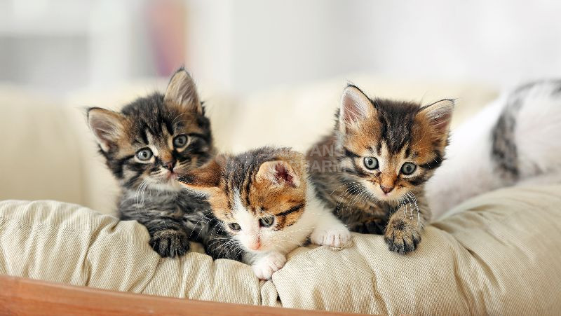 Mèo con mọc lần đầu tiên khi mèo được khoảng 3 hoặc 4 tuần tuổi
