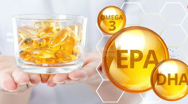 Chó nên được bổ sung axit béo Omega-3 để tăng cường sức khỏe