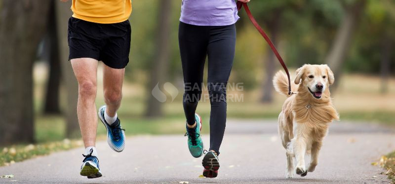 Chó con thường có nhiều năng lượng hơn chó trưởng thành