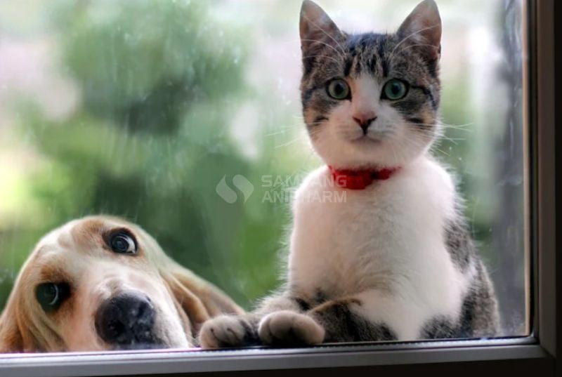 Trẻ sẽ hình thành nhân cách tốt ngay từ khi còn nhỏ được nuôi thú cưng