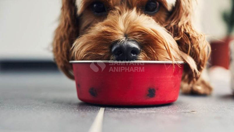 Hãy chọn thức ăn chứa ngũ cốc nếu chó của bạn không bị dị ứng ngũ cốc