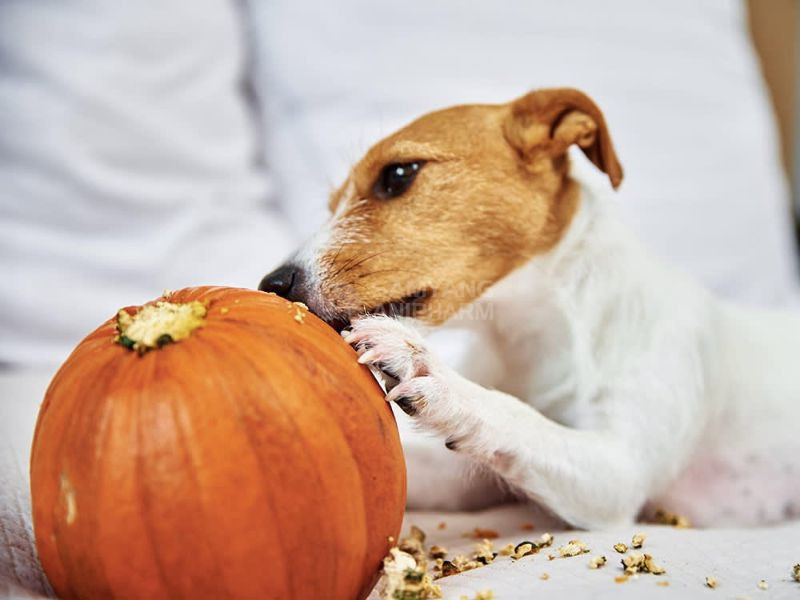 Bí ngô giúp duy trì đường tiêu hóa khỏe mạnh ở chó