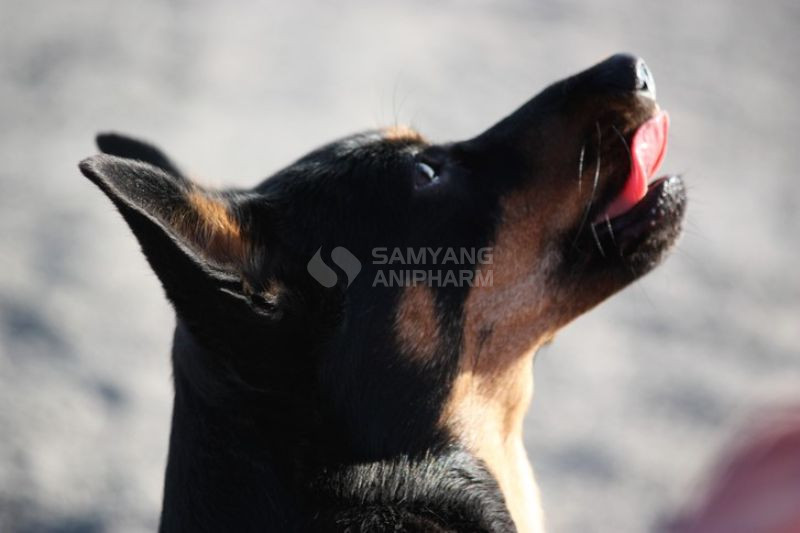 Củ cải đường tươi giữ nguyên được dinh dưỡng nhưng tùy vào khẩu vị của mỗi chú chó để cho ăn