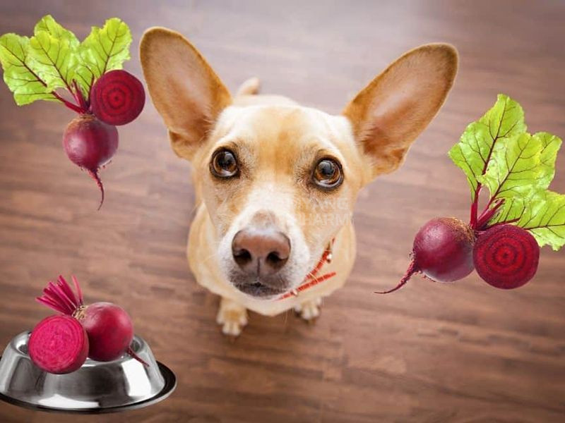 Chó có ăn được củ cải đường không?