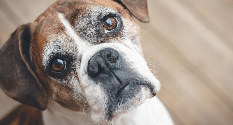 Chó già bỏ ăn có thể do nhiều nguyên nhân, trong đó có thể do thực phẩm không ngon, không phù hợp