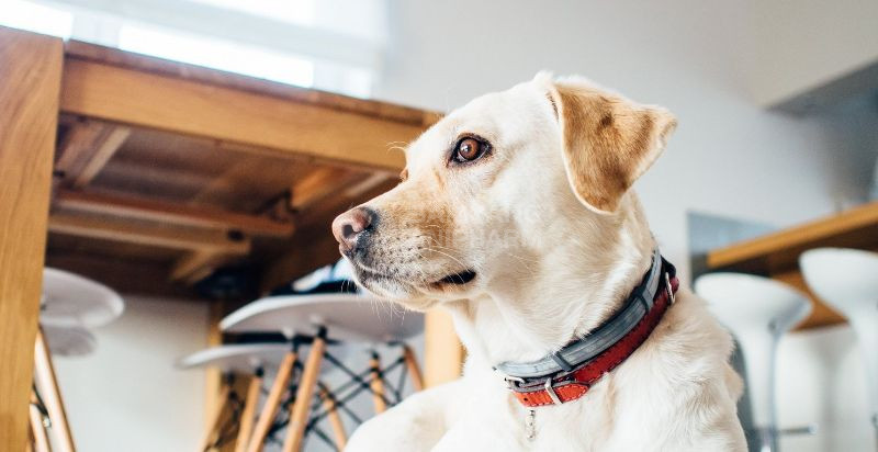 Bệnh tật là nguyên nhân hàng đầu khiến chó già ốm yếu và bỏ ăn