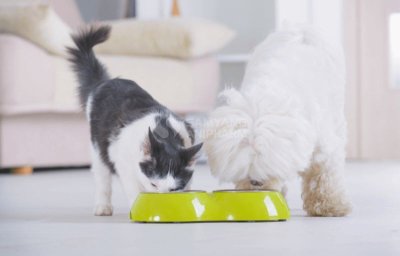 Thức ăn cho thú cưng để bên ngoài quá lâu sẽ hư hỏng và chứa vi khuẩn sinh sôi