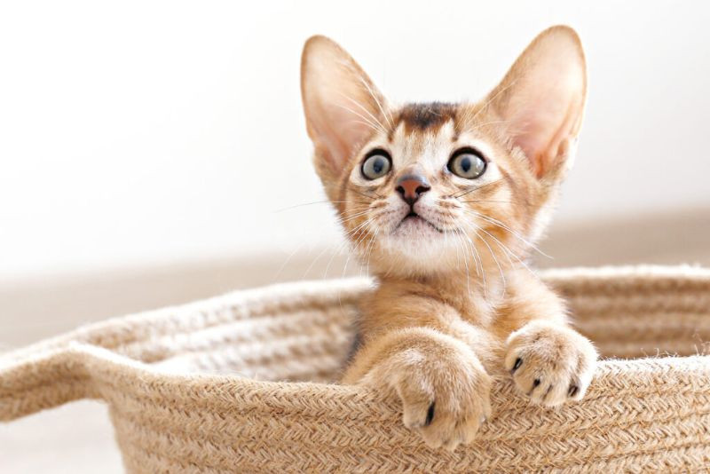 Mèo con có cân nặng không cân đối cần được thăm khám bác sĩ thú y để kiểm tra