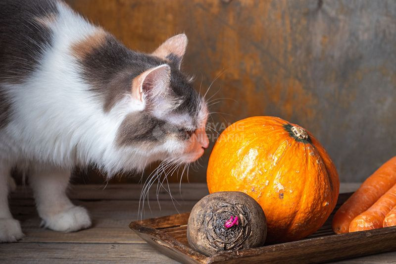 Bạn có thêm bí ngô trộn vào thức ăn ướt hoặc khô để tăng hương vị và dinh dưỡng cho thú cưng