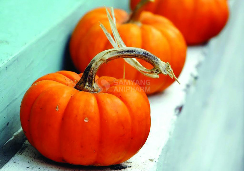 Dùng bí ngô đóng hộp cho thú cưng nhưng phải nguyên chất, không chứa gia vị