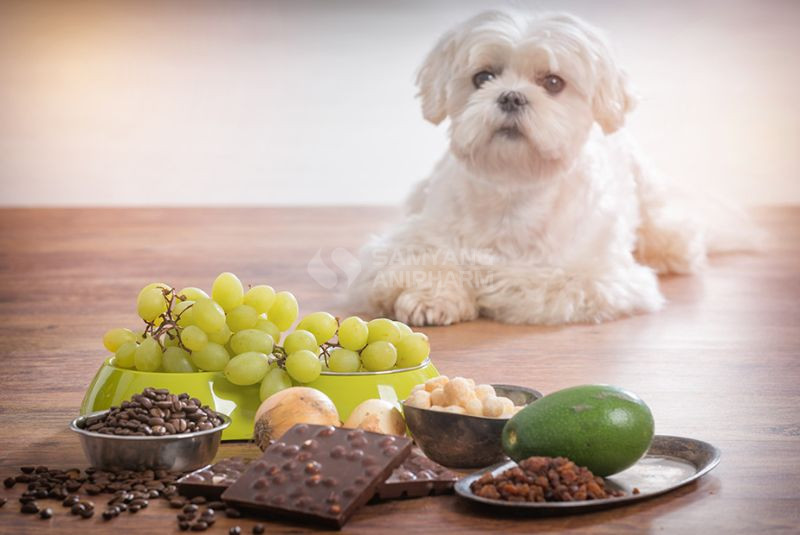 Nho có gây độc cho chó không? Có nhé!