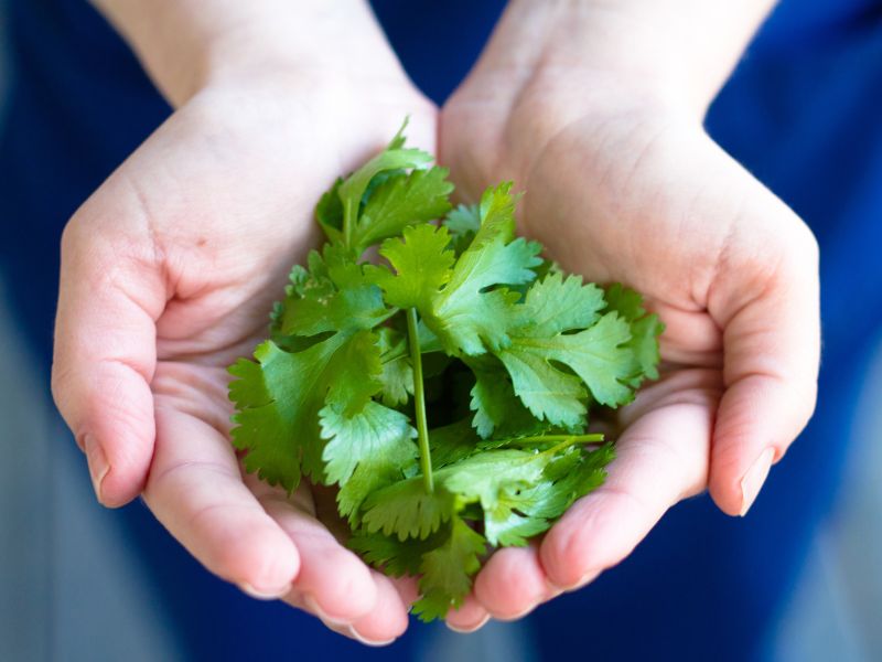 Cho chó ăn một lượng nhỏ rau mùi giúp cải thiện mùi hơi thở và bổ sung các vi chất khác