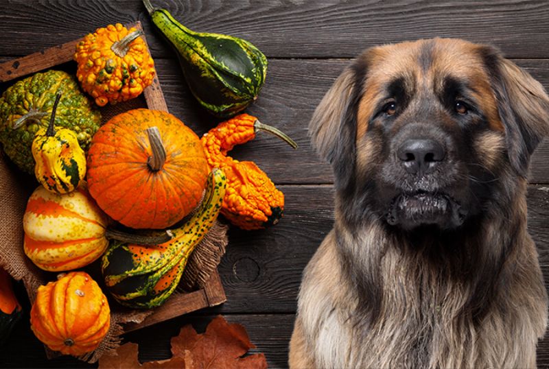 Các loại bí nhìn chung đều tốt và an toàn với chó