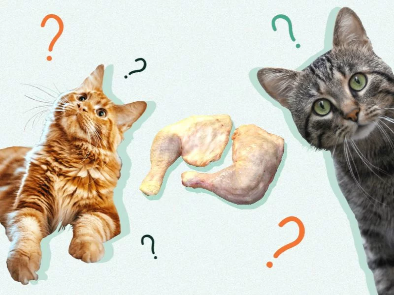 Cho mèo ăn thức ăn thô chứa nhiều nguy cơ tiềm ẩn về các mầm bệnh