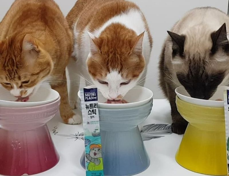 Súp Nutri Plan cho mèo vừa ngon vừa giàu dinh dưỡng thiết yếu