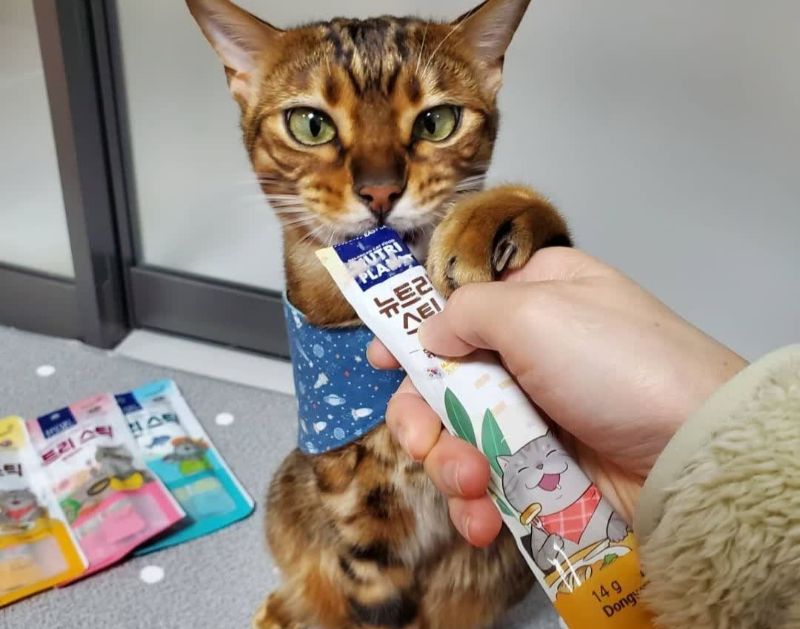 Súp Nutri Plan giàu vitamin A và E, giúp tăng cường hệ miễn dịch cho mèo