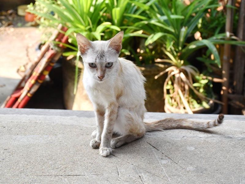 Cách giúp mèo tăng cân